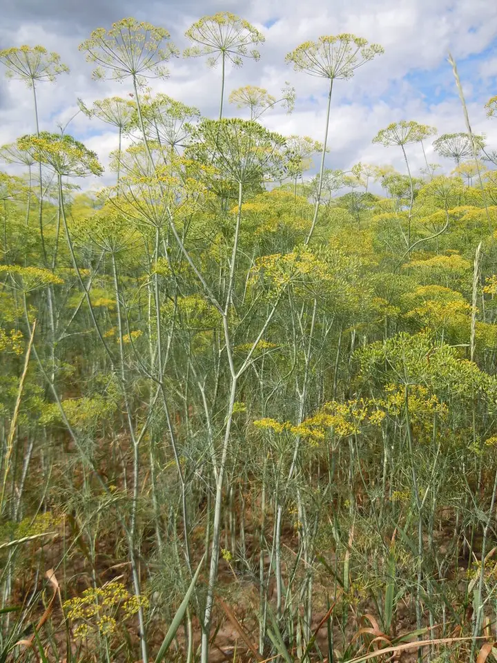 Dill (Anethum graveolens)