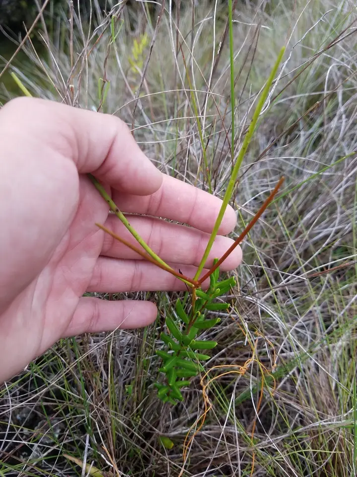 Pineland Golden Trumpet (Angadenia berteroi)