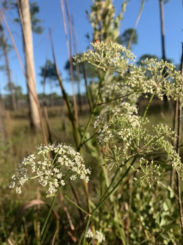 Coastal Plain Angelica (Angelica dentata)