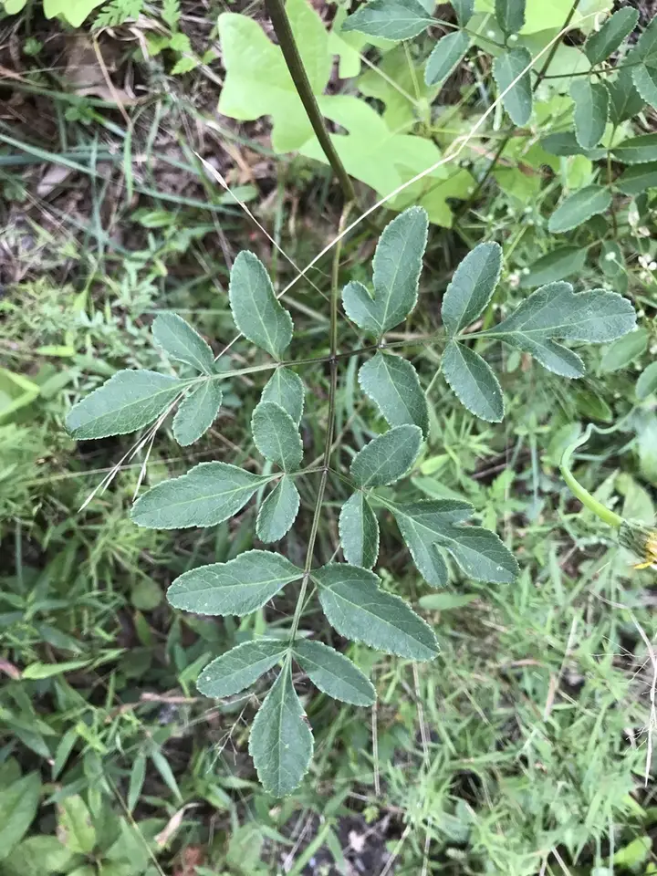Hairy Angelica (Angelica venenosa)