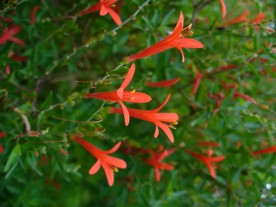 Flame Acanthus (Anisacanthus quadrifidus)