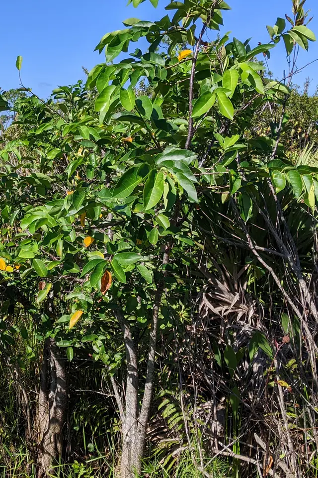 Pond Apple (Annona glabra)