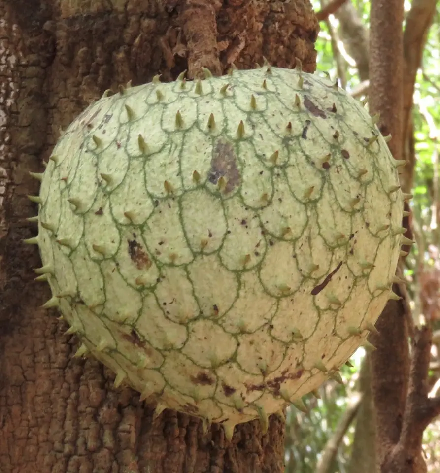 Mountain Soursop (Annona montana)