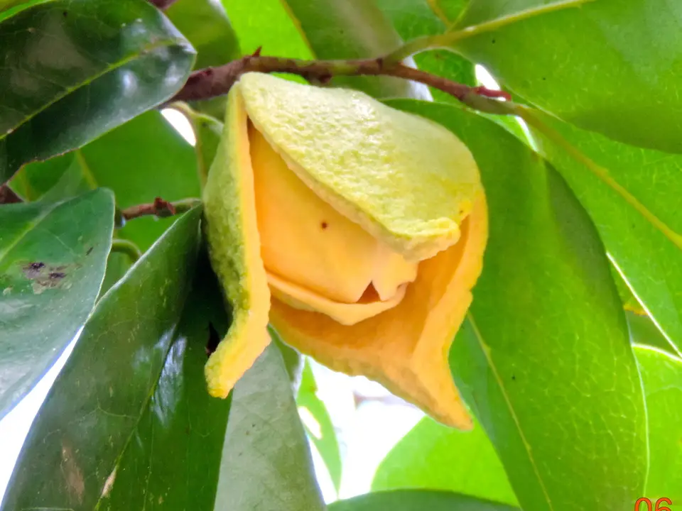 Soursop (Annona muricata)