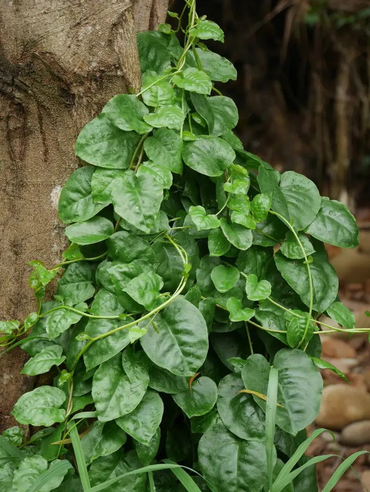 Mignonette Vine (Anredera cordifolia)