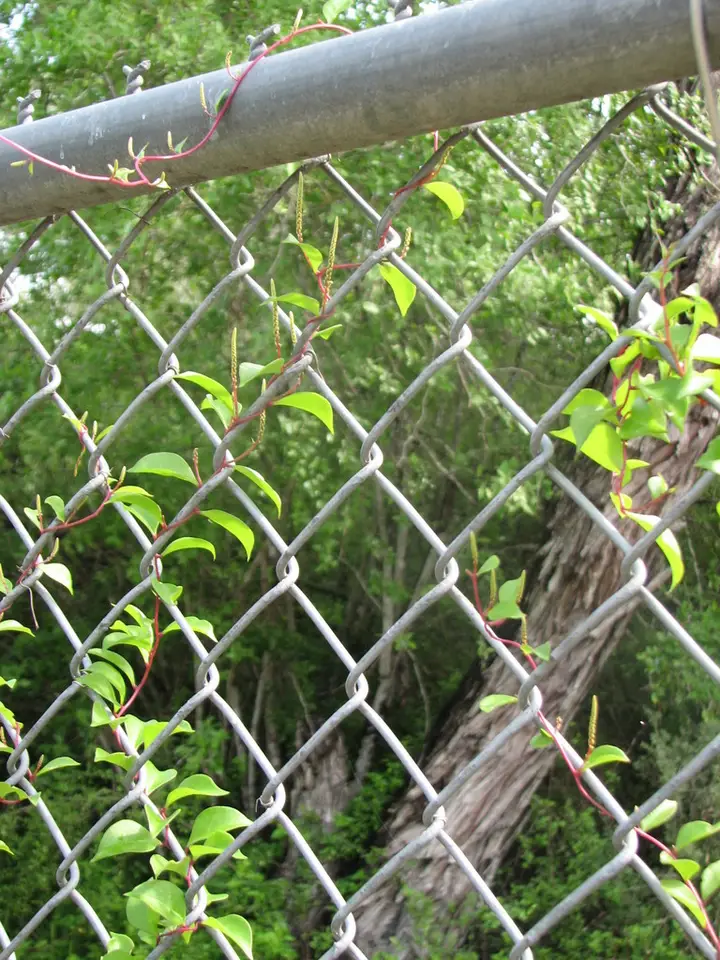 Texas Madeiravine (Anredera vesicaria)