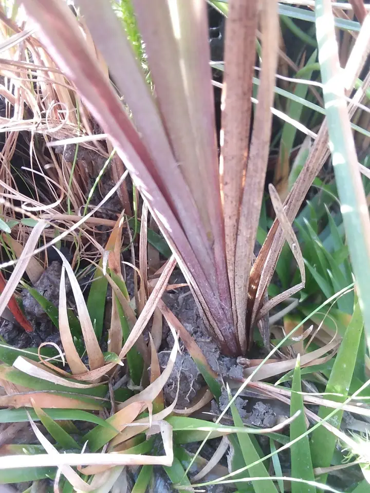 Purple Silkyscale Grass (Anthenantia rufa)
