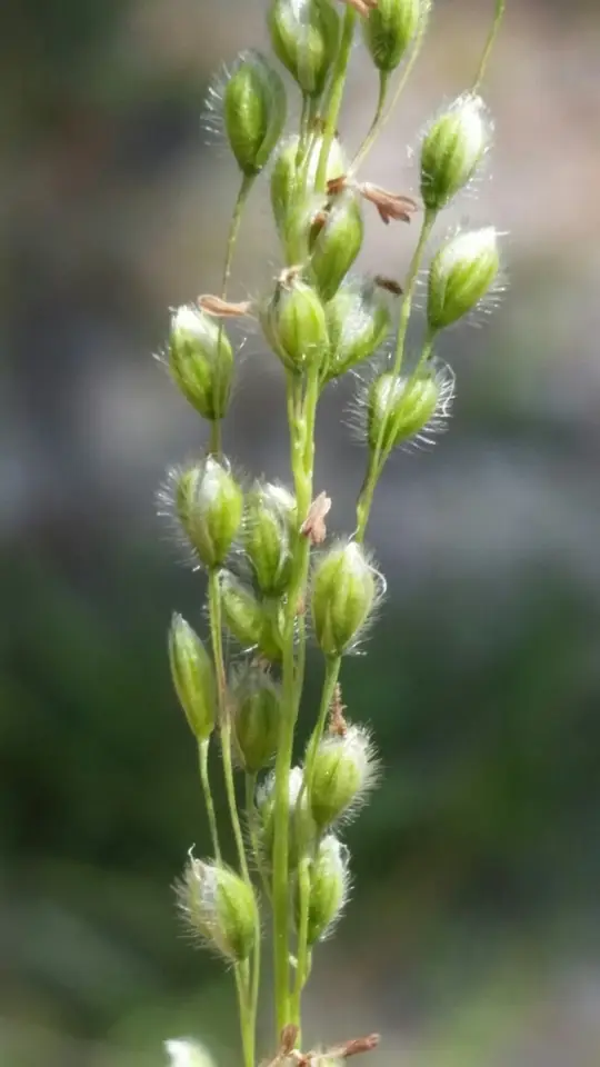 Green Silkyscale Grass (Anthenantia villosa)