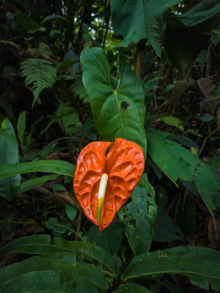 Painter's-Palette (Anthurium andraeanum)