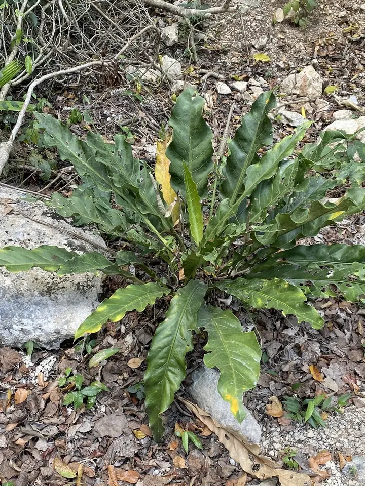 Pheasants Tail (Anthurium schlechtendalii)