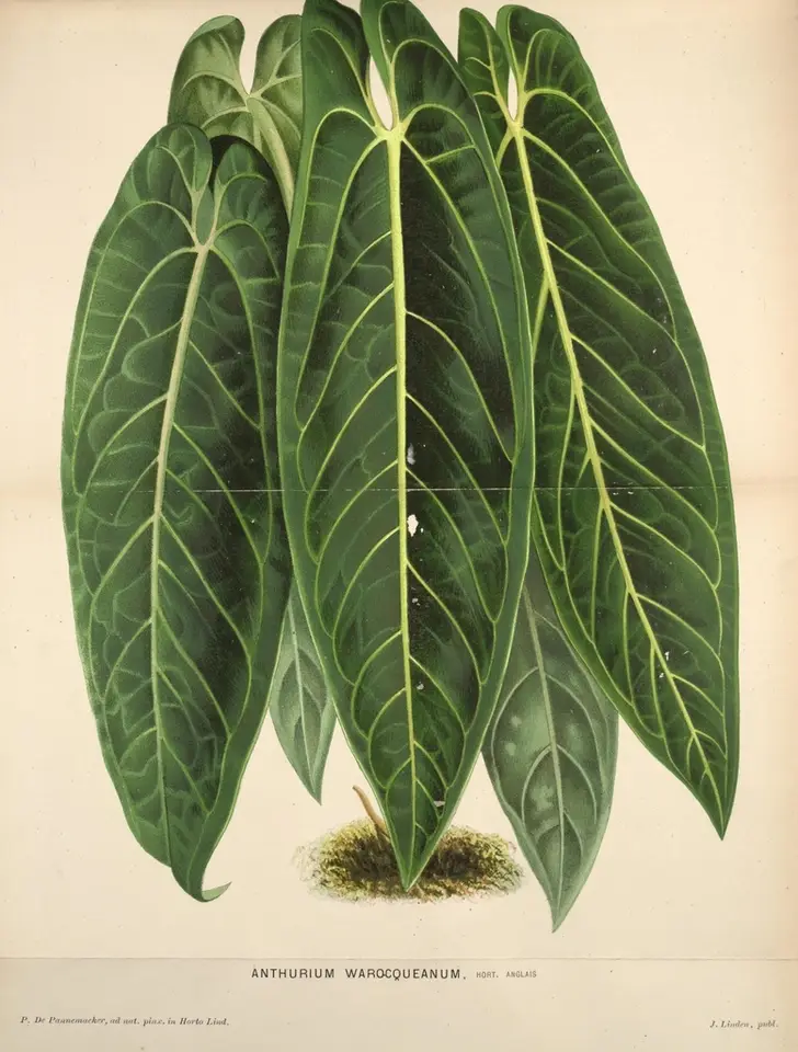 Anthurium warocqueanum (Anthurium warocqueanum)