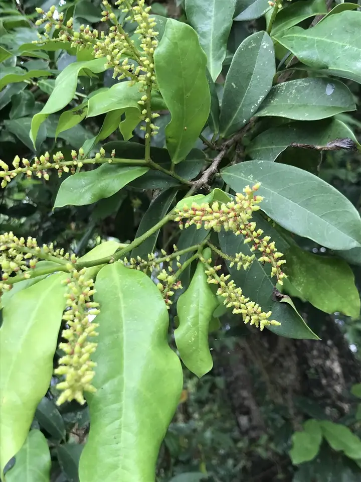 Salamander-Tree (Antidesma bunius)