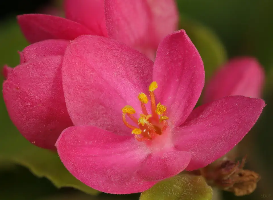 Coral Vine (Antigonon leptopus)