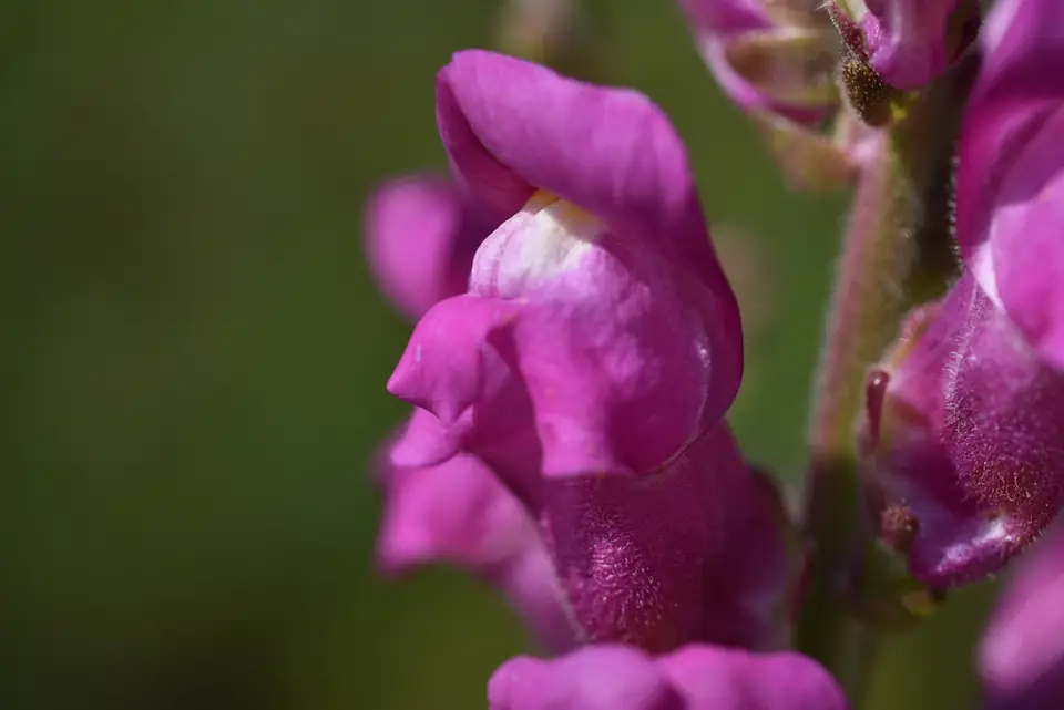 Snapdragon (Antirrhinum majus)