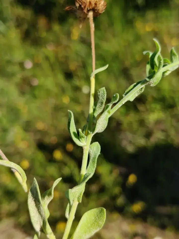 Arkansas Lazy Daisy (Aphanostephus skirrhobasis)