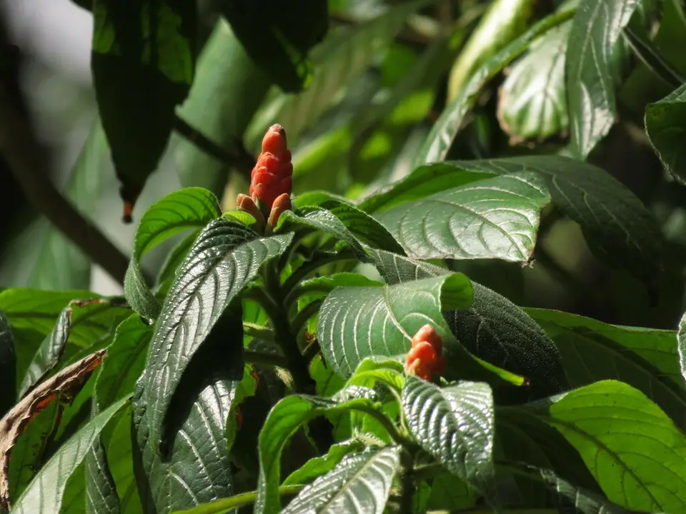 Panama Queen (Aphelandra sinclairiana)