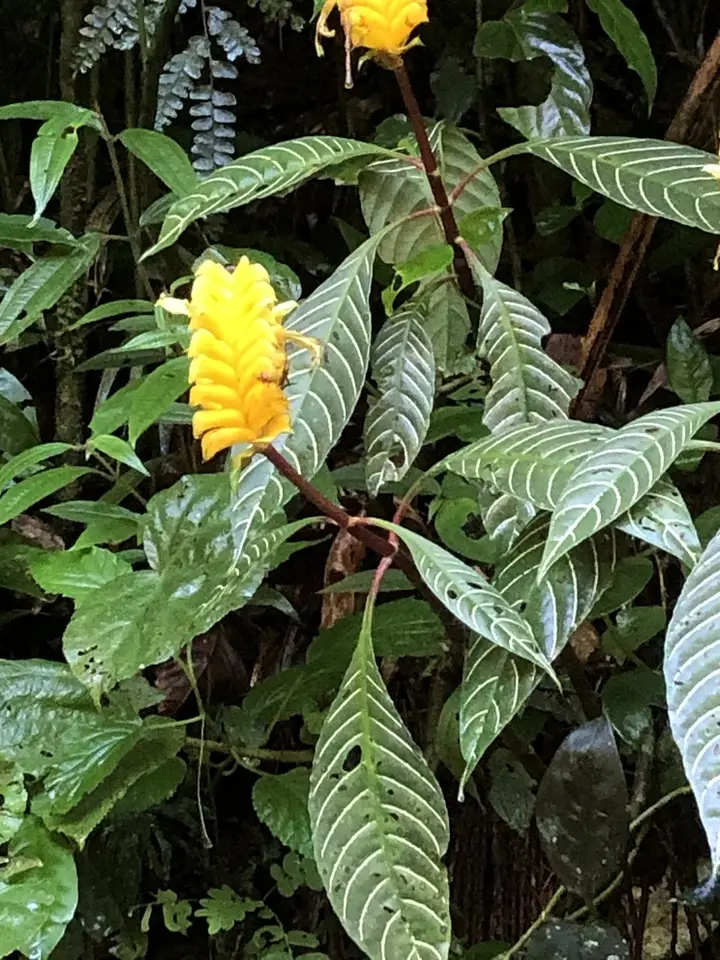 Zebra-Plant (Aphelandra squarrosa)