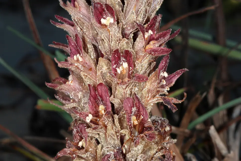 Louisiana Broomrape (Aphyllon ludovicianum)