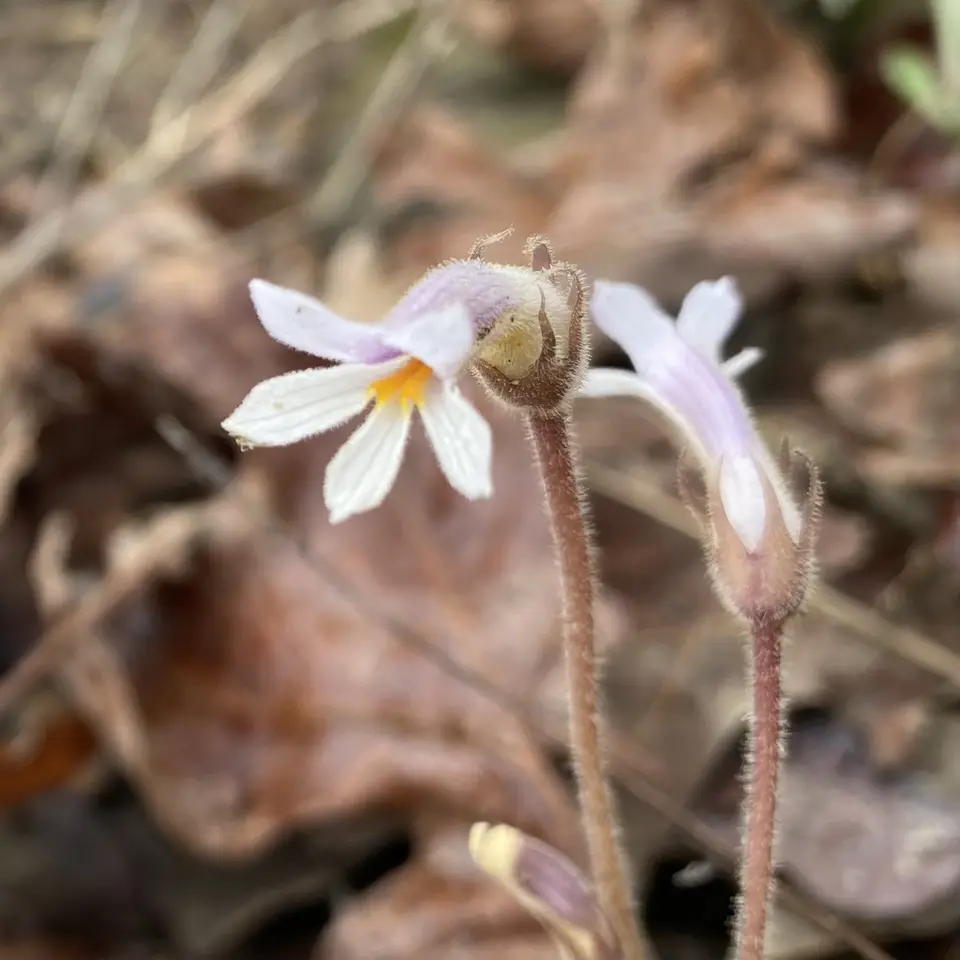 One-Flowered Cancer-Root (Aphyllon uniflorum)