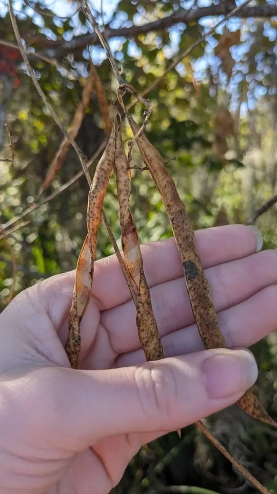 American Groundnut (Apios americana)