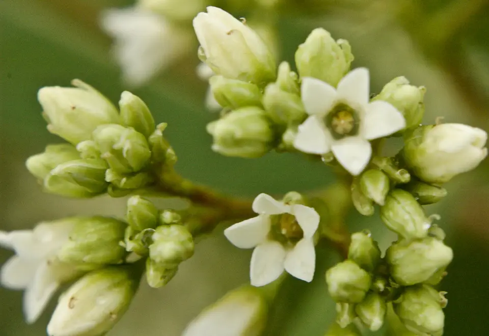 Hemp Dogbane (Apocynum cannabinum)