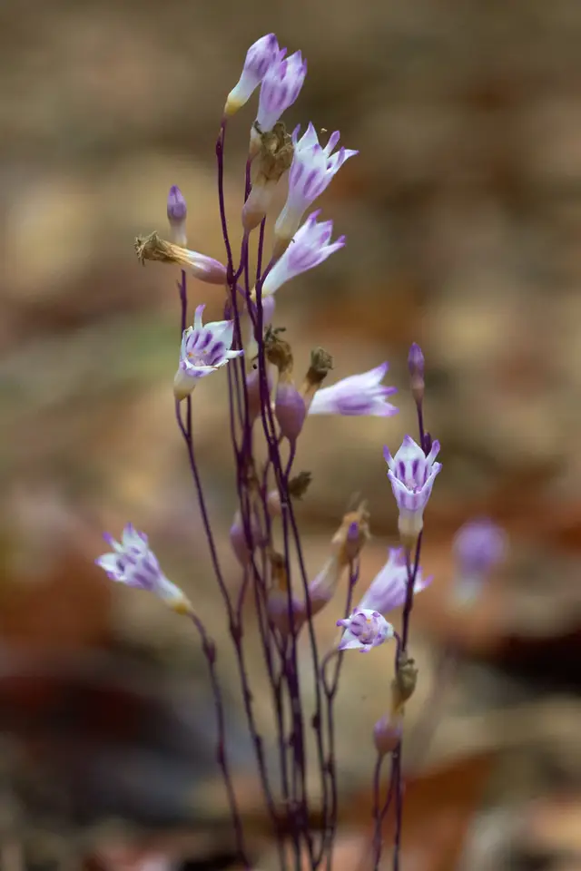 Nodding Nixie (Apteria aphylla)