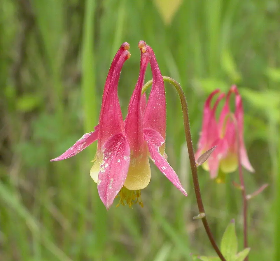 Red Columbine (Aquilegia canadensis)