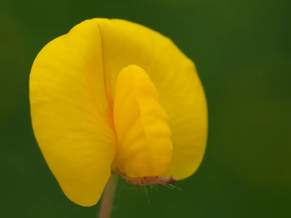 Wild Peanut (Arachis duranensis)
