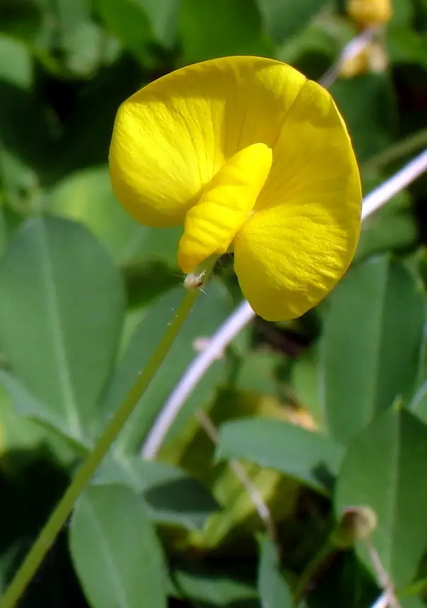 Perennial Peanut (Arachis glabrata)