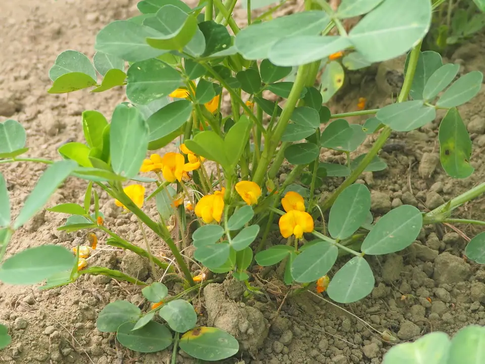 Peanut (Arachis hypogaea)