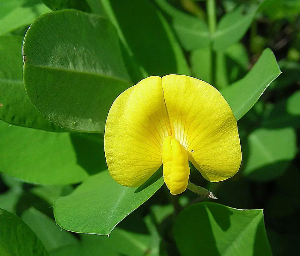Pinto Peanut (Arachis pintoi)