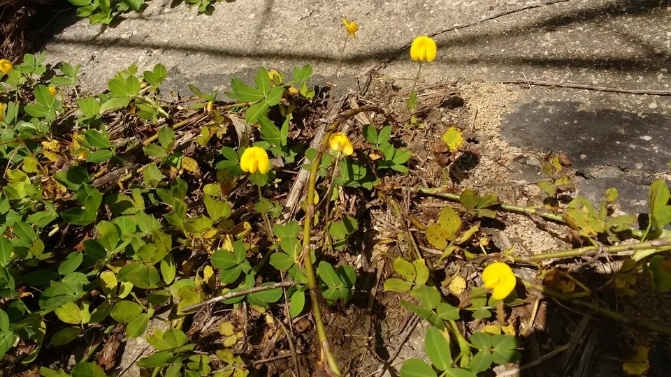 Arachis prostrata (Arachis prostrata)