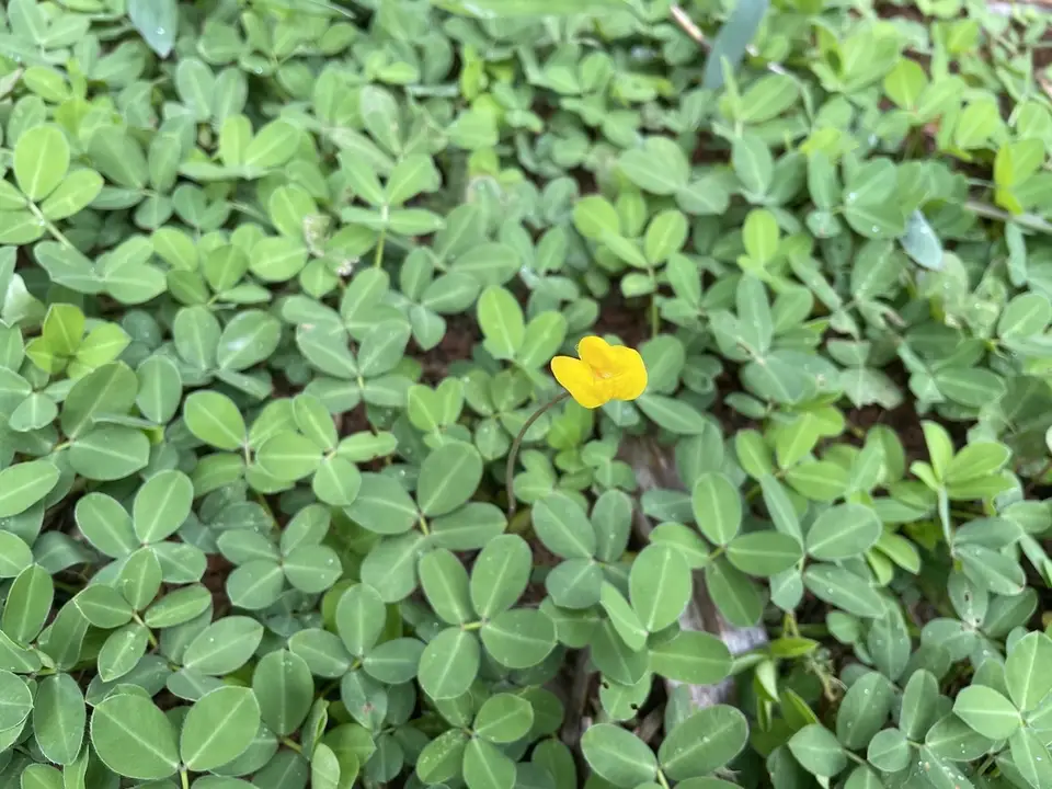 Creeping Peanut (Arachis repens)