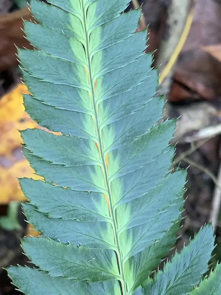 East Indian Holly Fern (Arachniodes simplicior)