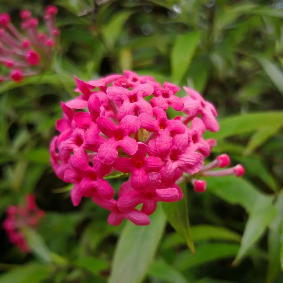Panama Rose (Arachnothryx leucophylla)
