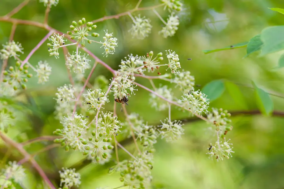 Devil's Walkingstick (Aralia spinosa)