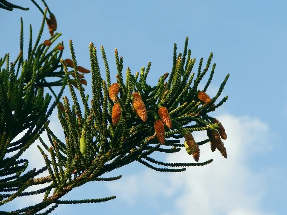 Cook Pine (Araucaria columnaris)