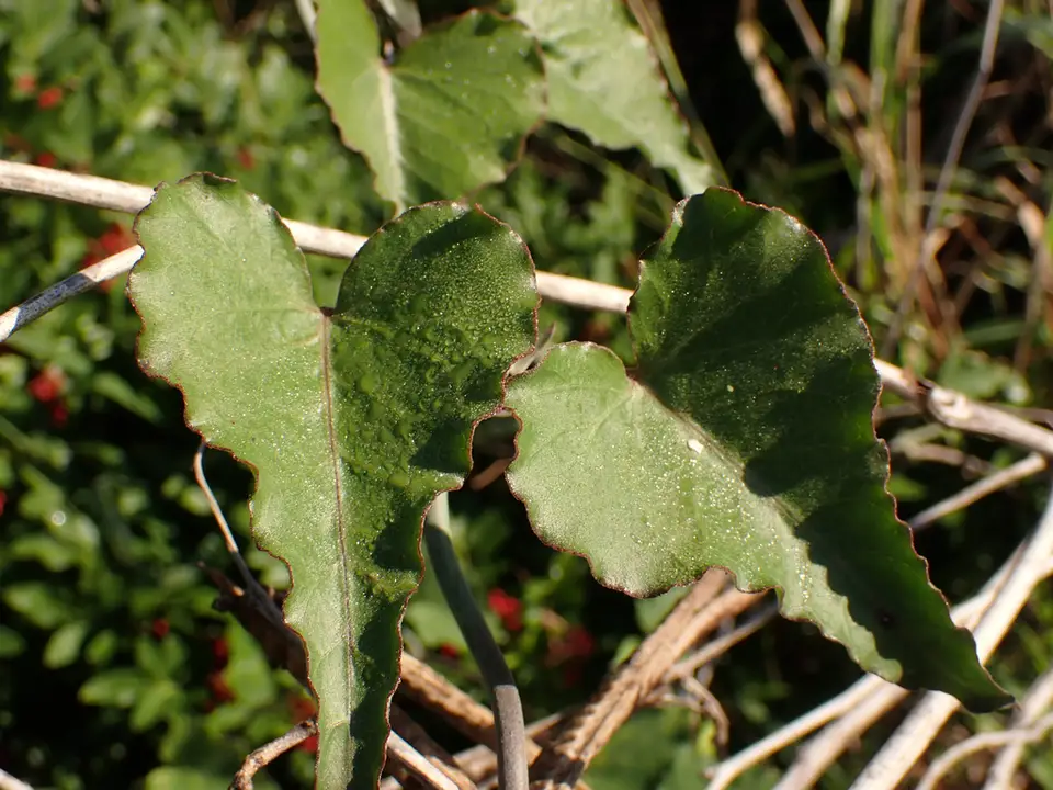 Latexplant (Araujia odorata)