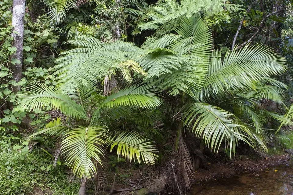 Alexandra Palm (Archontophoenix alexandrae)