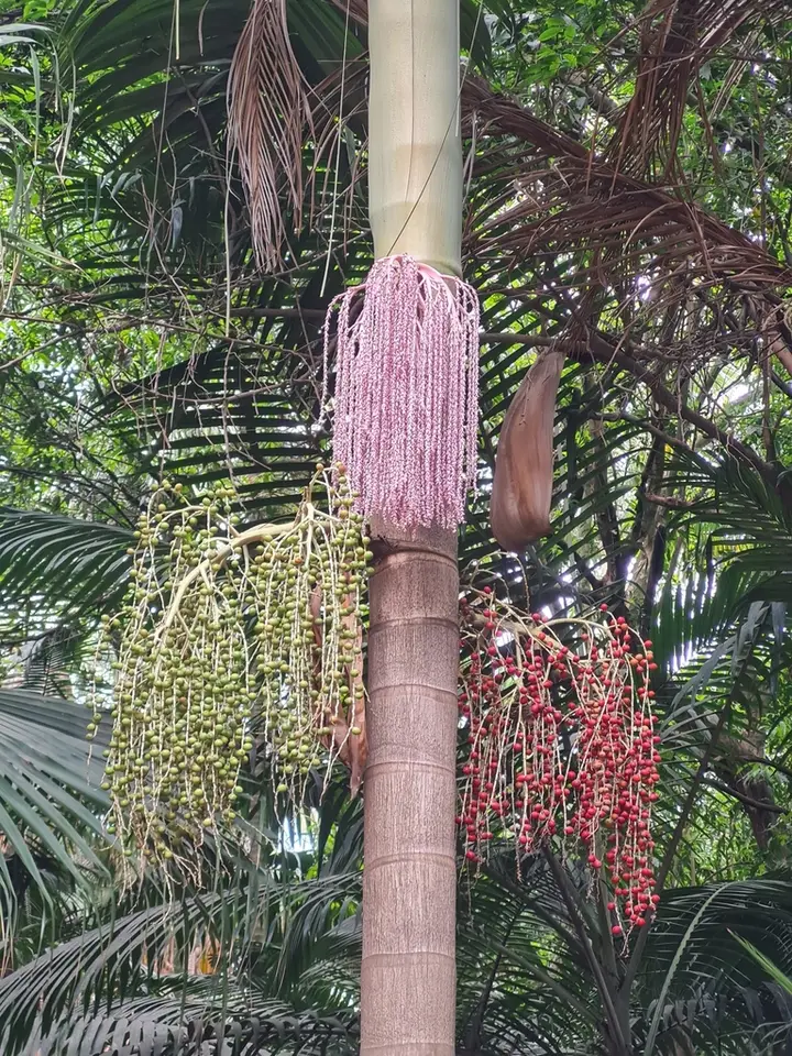 Piccabeen Palm (Archontophoenix cunninghamiana)