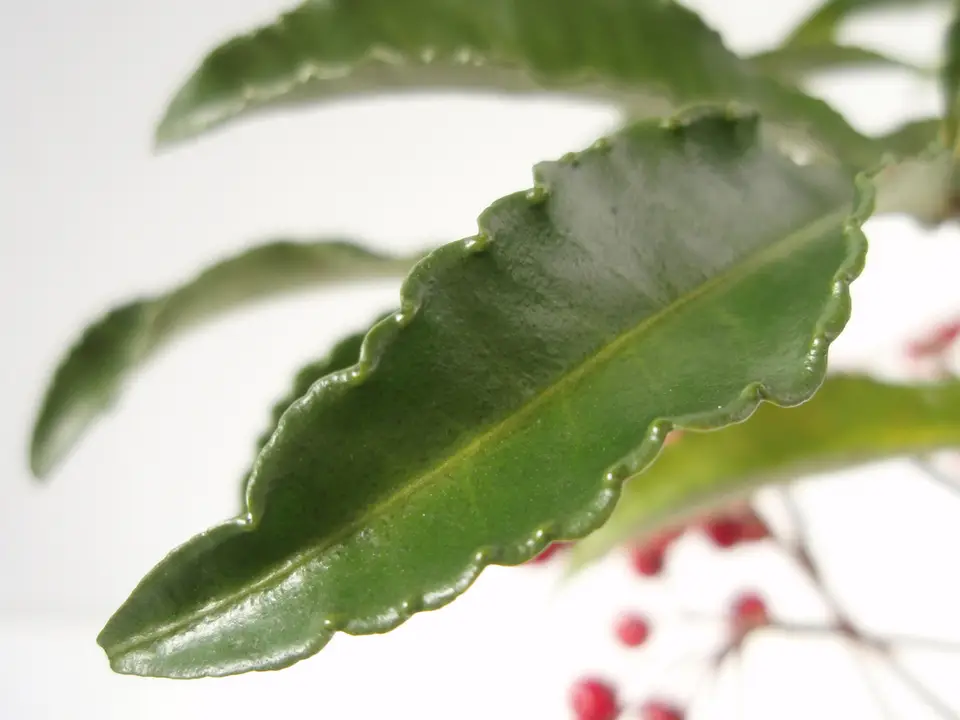 Coralberry (Ardisia crenata)