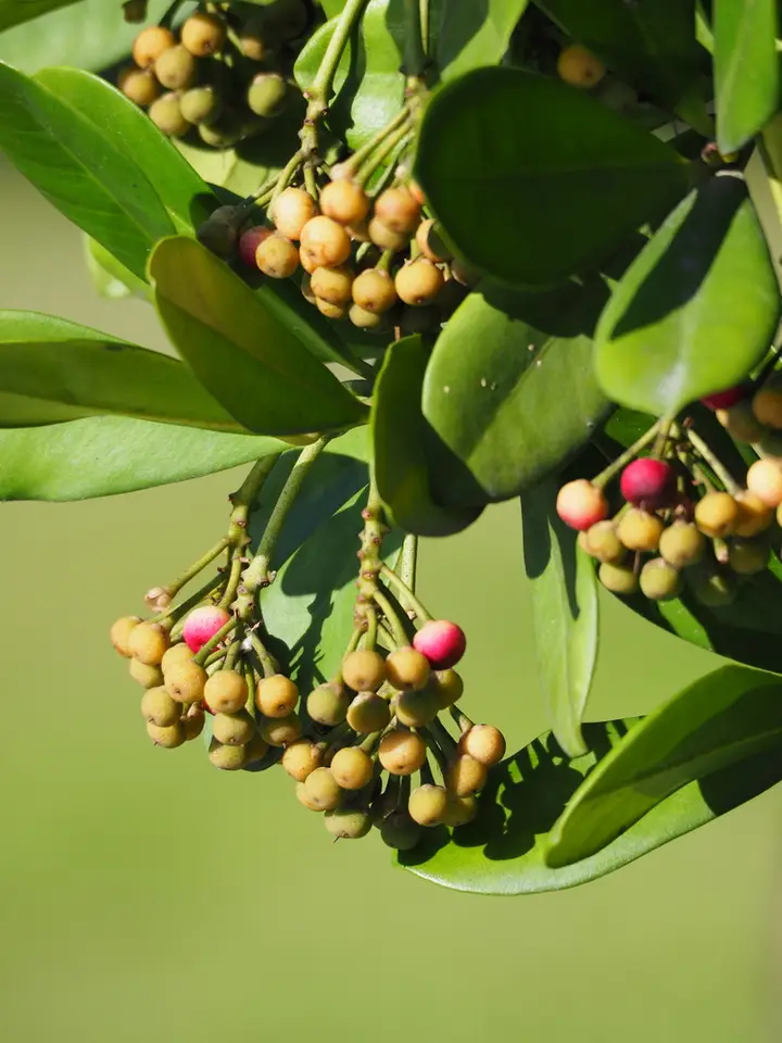 Shoebutton Ardisia (Ardisia elliptica)