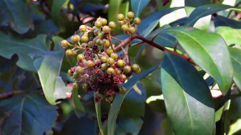 Marlberry (Ardisia escallonioides)