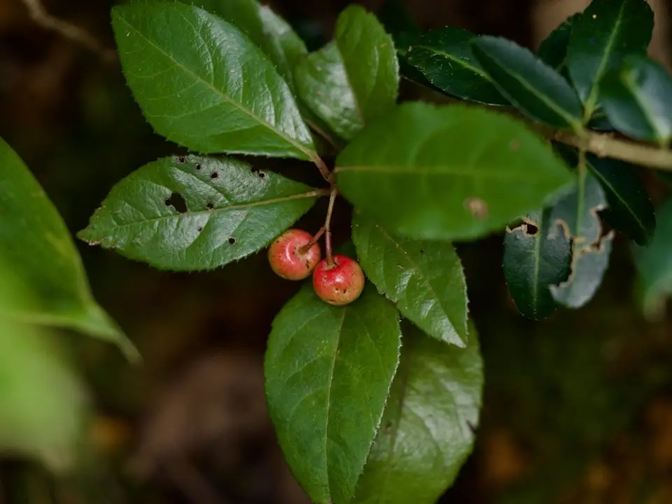Japanese Ardisia (Ardisia japonica)