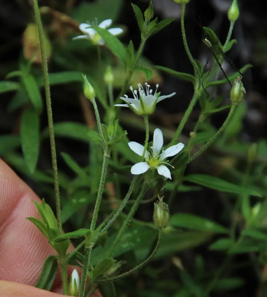Spreading Sandwort (Arenaria lanuginosa)