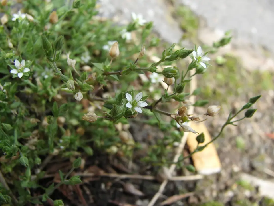 Thyme-Leaved Sandwort (Arenaria serpyllifolia)