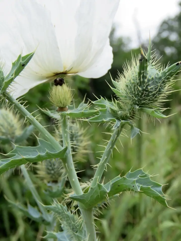 White Prickly Poppy (Argemone albiflora)