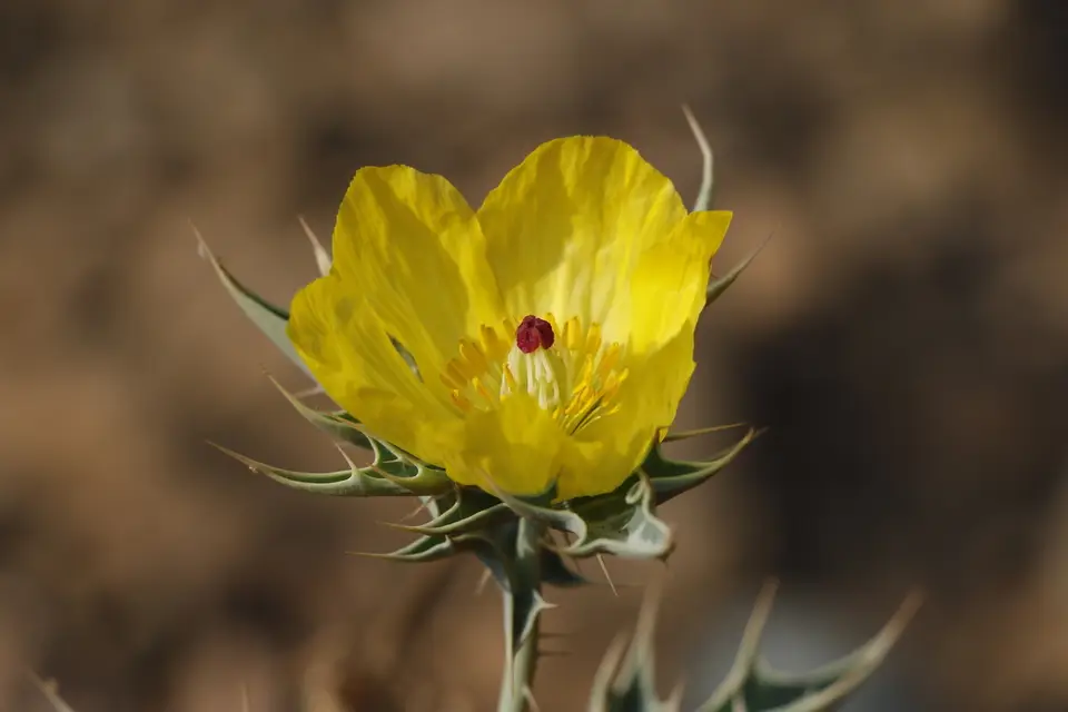Mexican Prickly Poppy (Argemone mexicana)