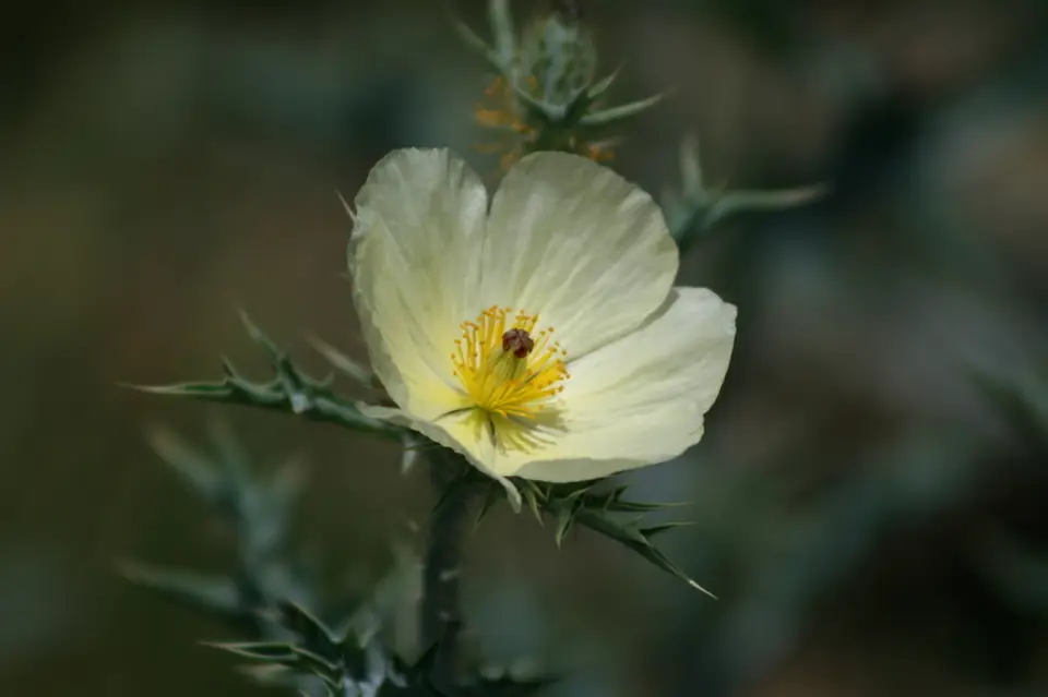 Mexican Poppy (Argemone ochroleuca)