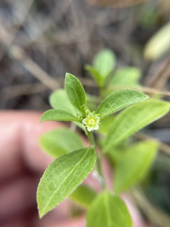 Blodgett's Silverbush (Argythamnia argothamnoides)
